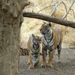 A Complete Guide to India Tiger Safari & Wildlife Tours in Central India