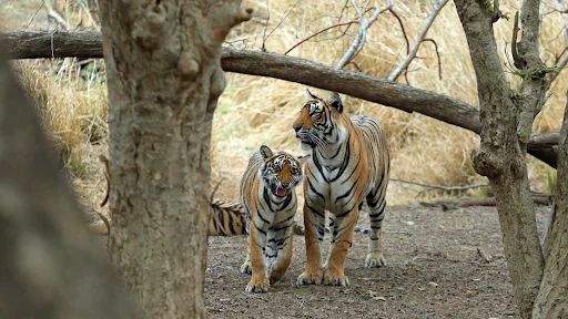 A Complete Guide to India Tiger Safari & Wildlife Tours in Central India